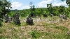 Тракийски култов мегалитен кромлех - с. Долни Главанак Снимка 5